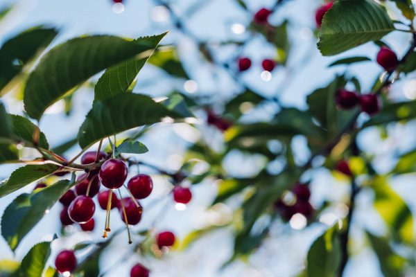 “In Michigan’s cherry country, the federal safety net is fraying”